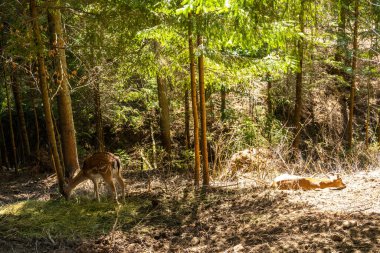 Yükseklerde geyik otlar.