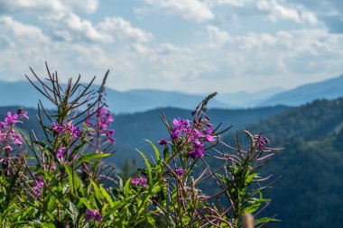 Kayak merkezi yaz doğası arka planı