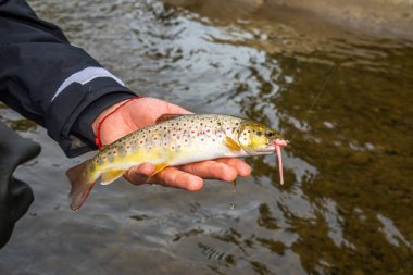 Dağ nehrinde alabalık avlamak