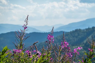 Kayak merkezi yaz doğası arka planı