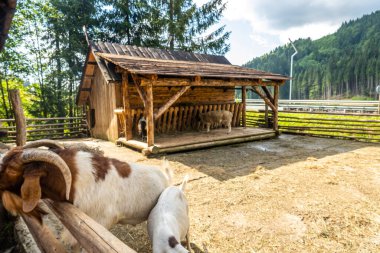 Karpatların Dağ Keçileri