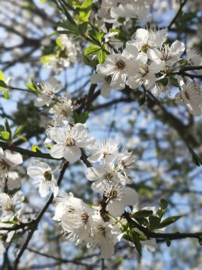 Çiçek açan muhteşem ağaçlar.