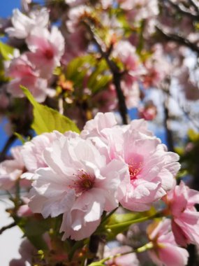 Çiçek açan muhteşem ağaçlar.