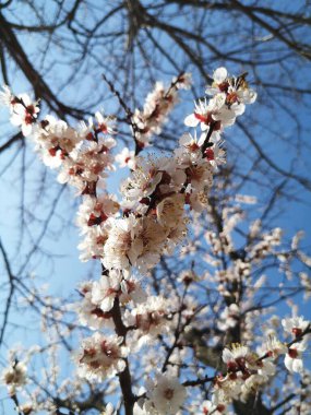 Çiçek açan muhteşem ağaçlar.