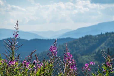 Kayak merkezi yaz doğası arka planı