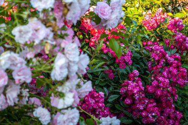 Güzel Ukrayna şehri Ternopil. Ternopil sokakları