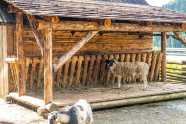 Karpatların Dağ Keçileri