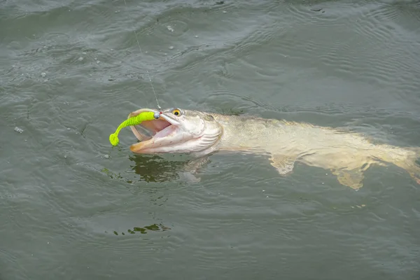 Fiske Efter Gädda Med Konstgjorda Beten — Stockfoto