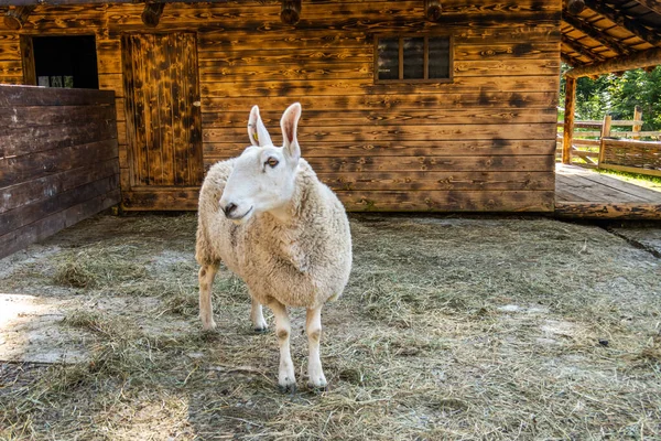 Sheep Stable Background Mountains — 图库照片