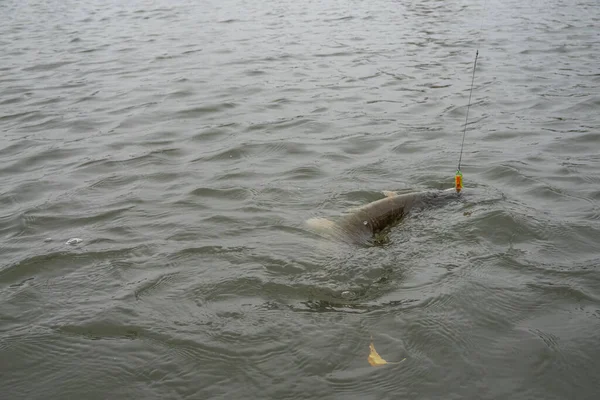 Pesca Del Luccio Con Esche Artificiali — Foto Stock