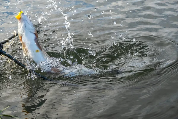 Рыбалка Форели Искусственными Приманками — стоковое фото