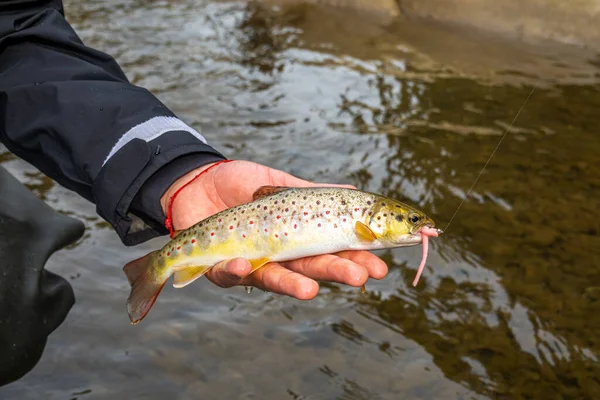 Pesca Truchas Río Montaña —  Fotos de Stock