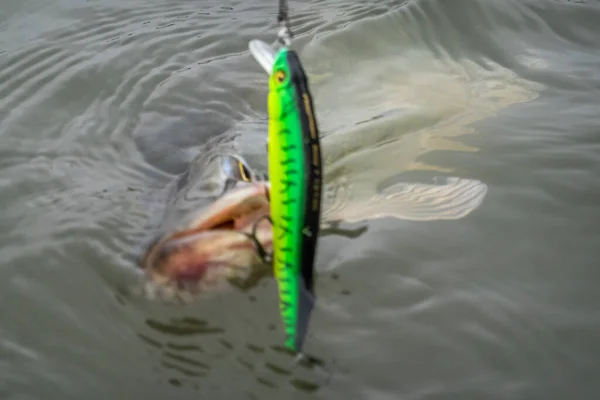 Pesca Lucio Con Señuelos Artificiales — Foto de Stock