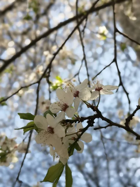 Wunderschöne Blühende Bäume Natur Hintergrund — Stockfoto