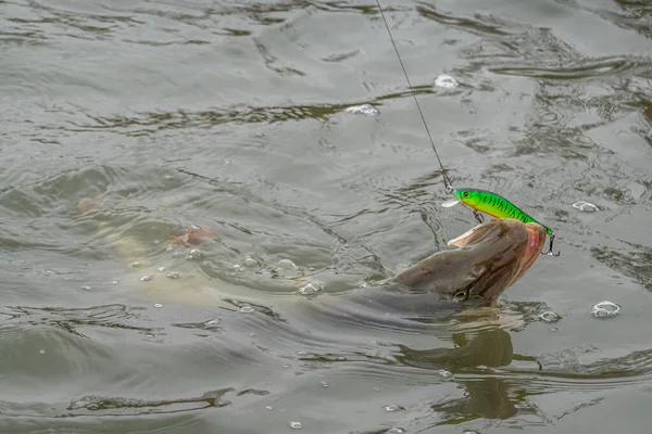 Pesca Del Luccio Con Esche Artificiali — Foto Stock