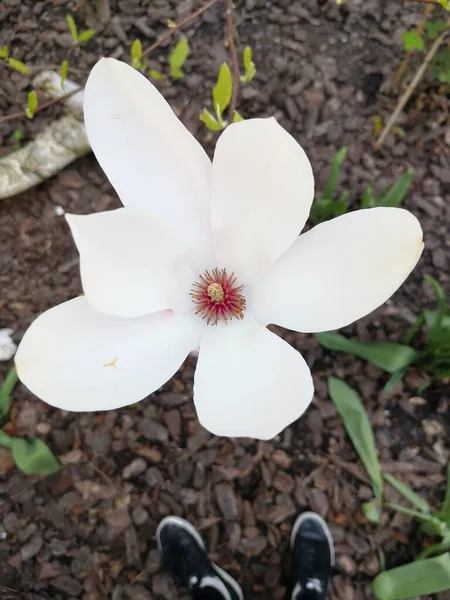 Hermosos Árboles Con Flores Naturaleza Fondo — Foto de Stock