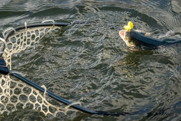 Pesca Truchas Con Cebos Artificiales — Foto de Stock