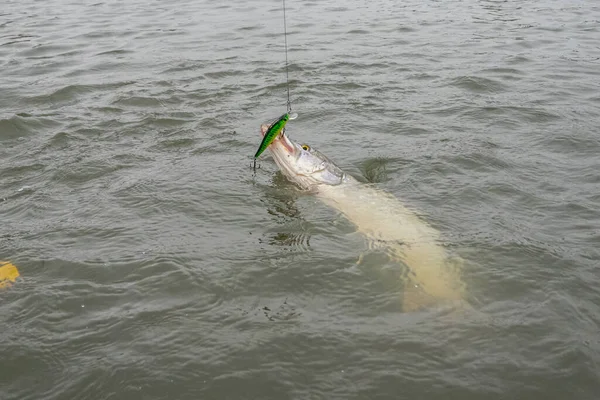Yapay Yemlerle Turna Balığı Avlamak — Stok fotoğraf