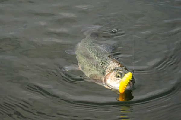 Pesca Alla Trota Con Esche Artificiali — Foto Stock