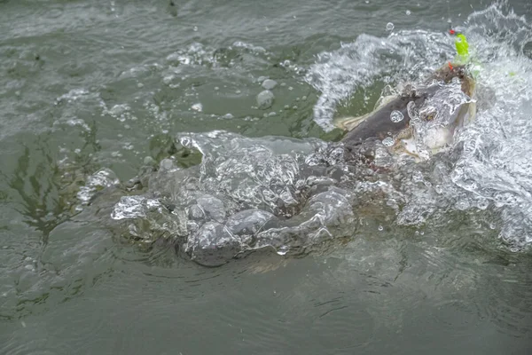 Pesca Lucio Con Señuelos Artificiales — Foto de Stock