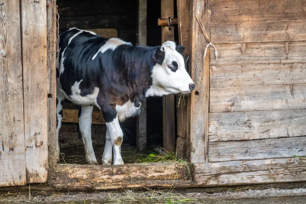 Αγελάδα Φυσικό Περιβάλλον Φύση Υπόβαθρο Υπαίθρου — Φωτογραφία Αρχείου