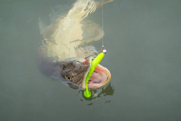 Pêche Brochet Avec Leurres Artificiels — Photo