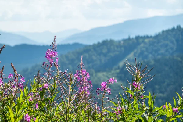 Kayak merkezi yaz doğası arka planı