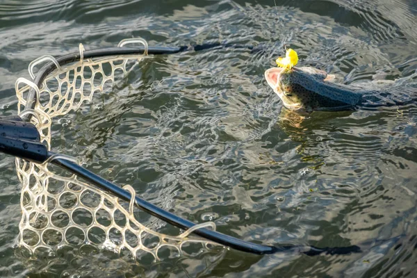 Pesca Truta Com Iscas Artificiais — Fotografia de Stock