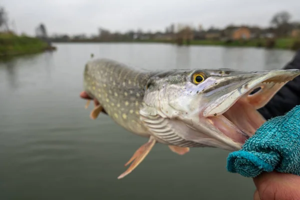 Pesca Lucio Con Señuelos Artificiales —  Fotos de Stock