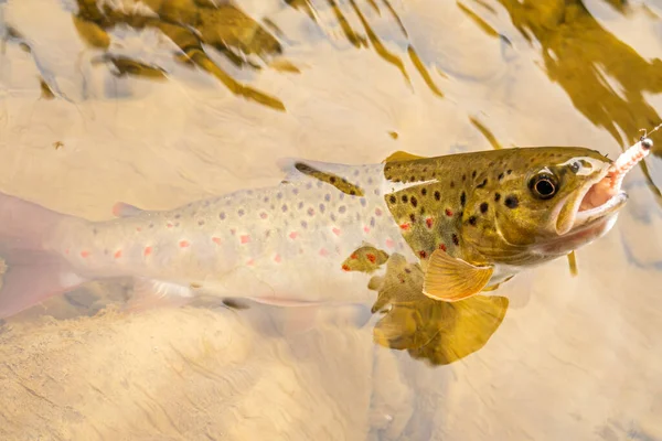 Pêcher Truite Dans Une Rivière Montagne — Photo