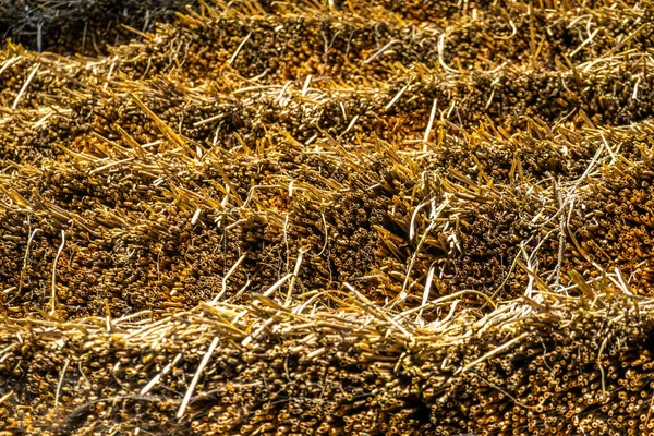 Droge Hooi Textuur Achtergrond Natuurlijke — Stockfoto