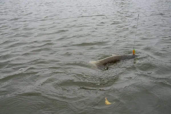 Pesca Lucio Con Señuelos Artificiales — Foto de Stock