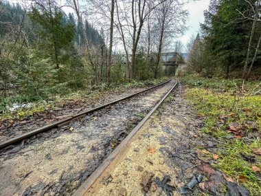 Güzel dağ ormanı manzarası