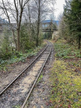 Güzel dağ ormanı manzarası