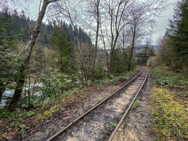 Güzel dağ ormanı manzarası