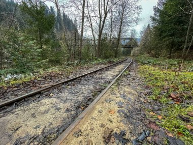 Güzel dağ ormanı manzarası
