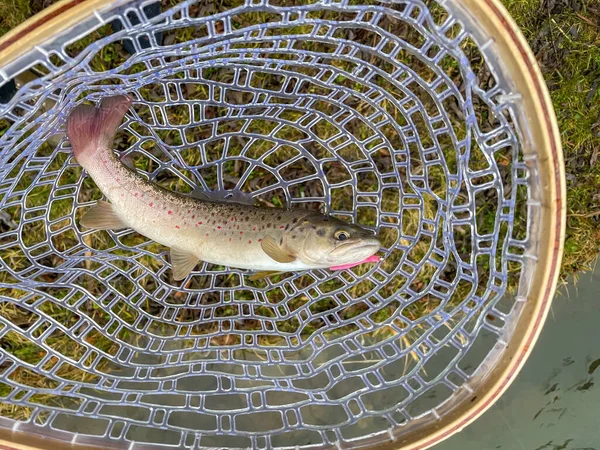 Pesca Alla Trota Fondo Pesca Naturale — Foto Stock