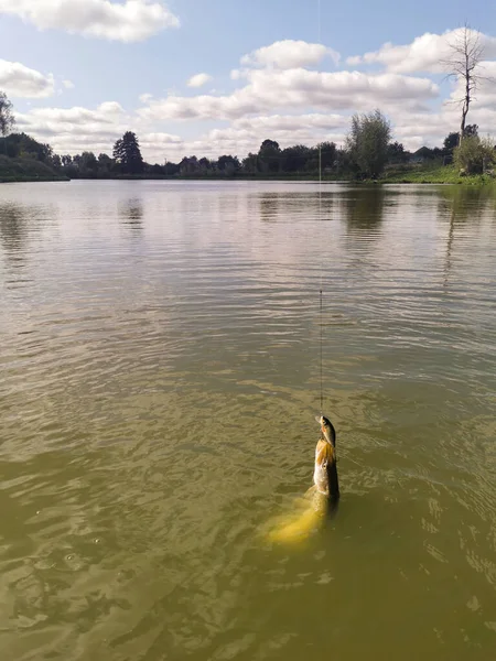 Pesca Del Luccio Nel Lago — Foto Stock
