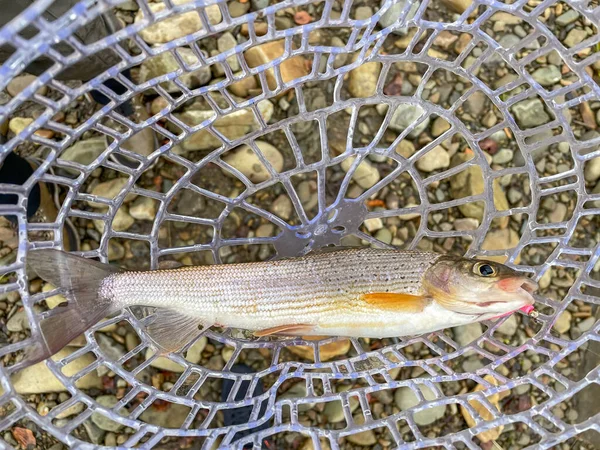 Grayling Vangen Een Bergrivier — Stockfoto