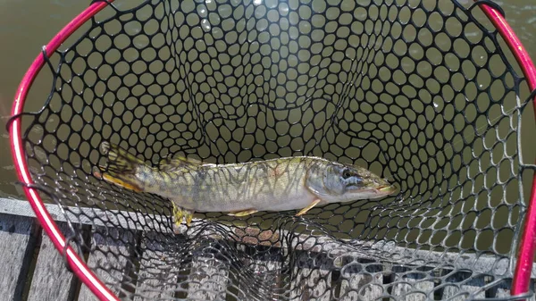 Pêche Brochet Dans Lac — Photo