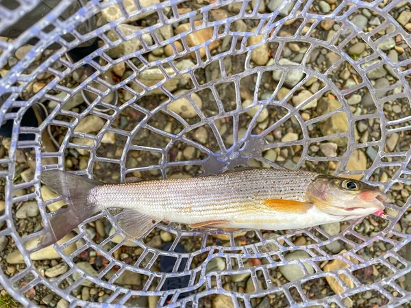 Catching Grayling Mountain River — Stock Photo, Image