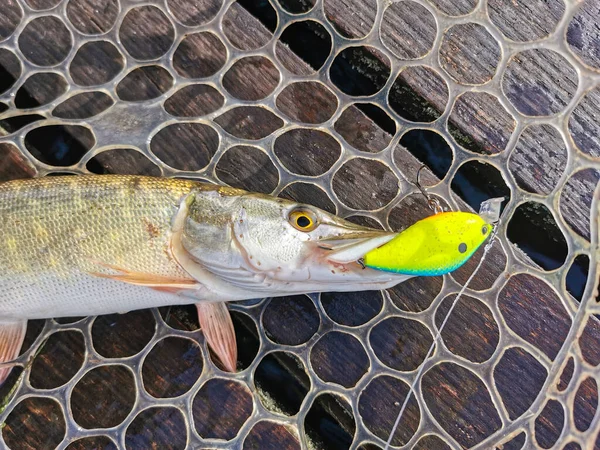 Pesca Del Luccio Nel Lago — Foto Stock