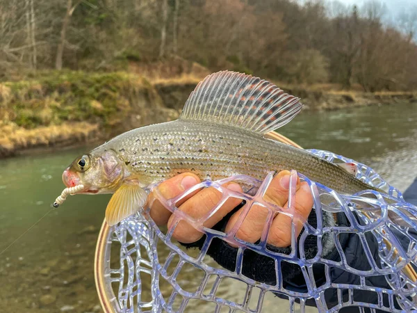 Catching Grayling Mountain River — Stock Photo, Image