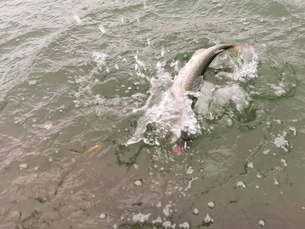 Pesca Truta Fundo Pesca Natureal — Fotografia de Stock