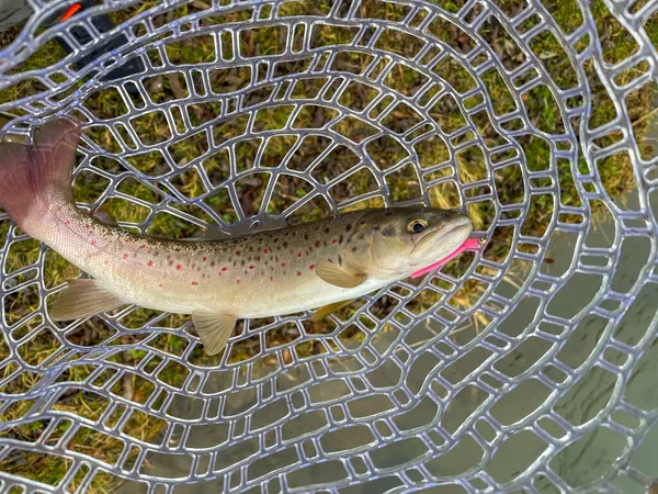 Pesca Alla Trota Fondo Pesca Naturale — Foto Stock