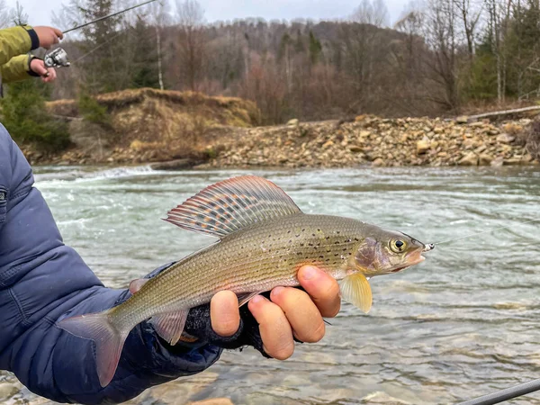 Catturare Temolo Fiume Montagna — Foto Stock