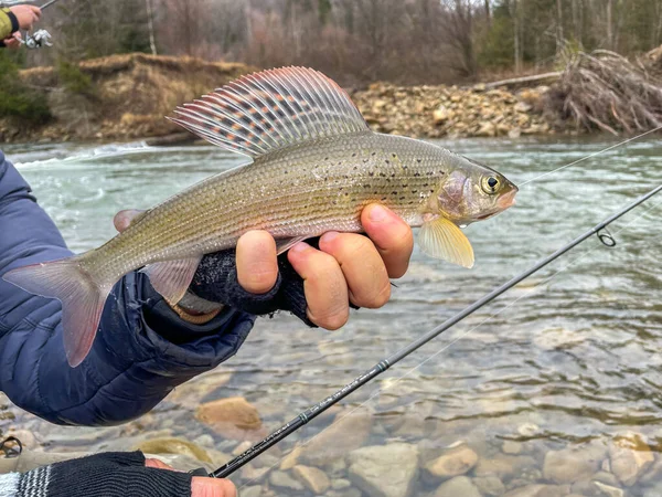 Catturare Temolo Fiume Montagna — Foto Stock