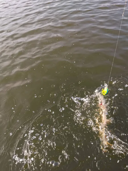 Pêche Brochet Dans Lac — Photo