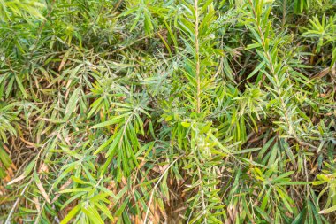 Yeşil çalılar ve yapraklar, güzel arka plan.