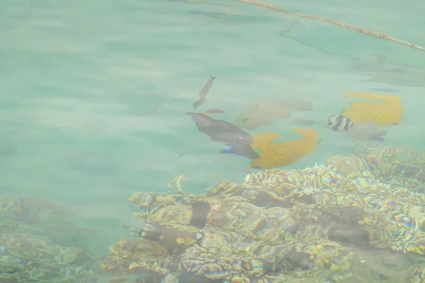 Красивое Море Коралловыми Рыбами — стоковое фото